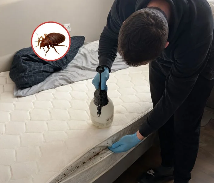 Technicien traitant un matelas contre les punaises de lit à Villeconin